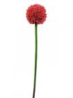 Allium červená, 55..
