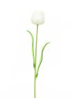 Tulipán bílý –..