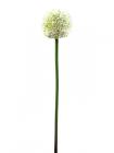 Allium krémová, 55..
