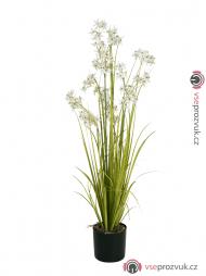 Jasmínová tráva s bílými květy, 130 cm