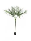 Areca palma s..