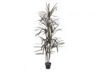 Dracena,..