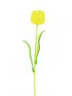 Tulipán žlutý –..
