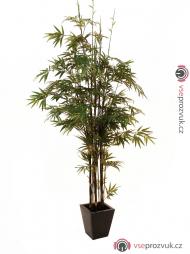 Bambus strom s černým kmenem, 240 cm