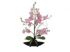 Orchidea dekorance..