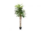 Europalms Kentia..