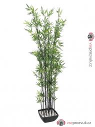 Bambus v černém květináči, 180 cm
