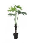 Filodendron palma,..
