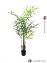 Areca palma s velkými listy, 125 cm