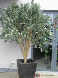 Obří olivovník, 250 cm