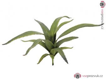 Aloe vera zelená, 66 cm