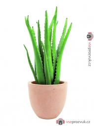 Aloe vera, 63 cm