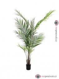 Areca palma s velkými listy, 165 cm