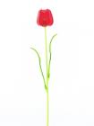 Tulipán červený –..