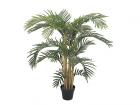 Kentia palma, 140 cm