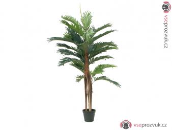 Kentia palma, 120 cm