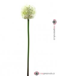 Allium krémová, 55 cm