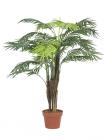Areca palma, 110 cm